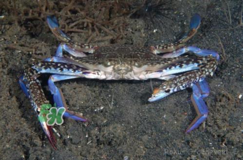 螃蟹腿蓝色的是什么？螃蟹腿为什么是蓝色？