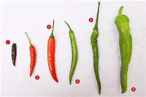 辣椒有几种品种图片 辣椒的种类及图片介绍
