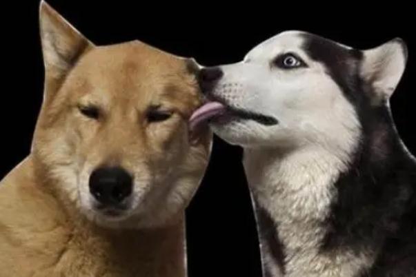 舔狗是什么心理 舔狗是骂人的话吗