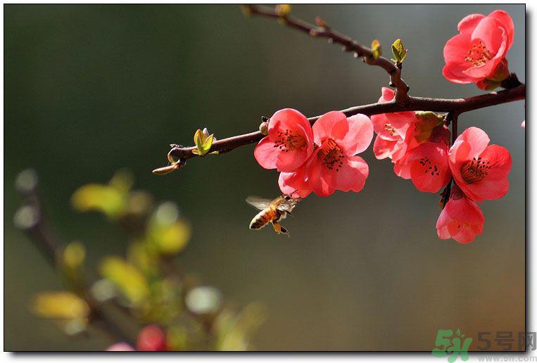 清明节有哪些习俗？清明节习俗的来源？