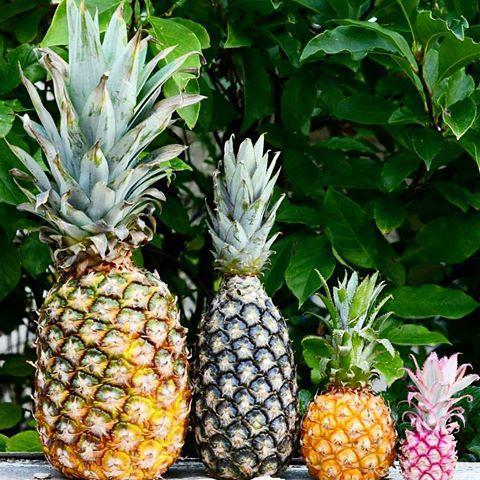 菠萝和凤梨怎么区分 菠萝和凤梨有什么区别一张图片告诉你