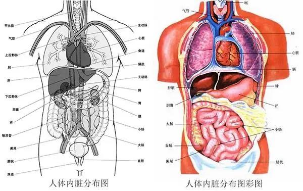 人体器官分五脏六腑器官分布图，带你了解五脏六腑位置