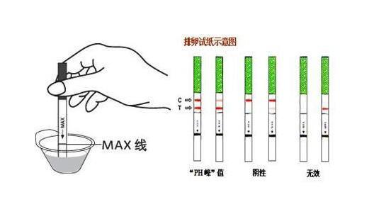 排卵试纸怎么看是排卵图解，两条红线就是排卵期