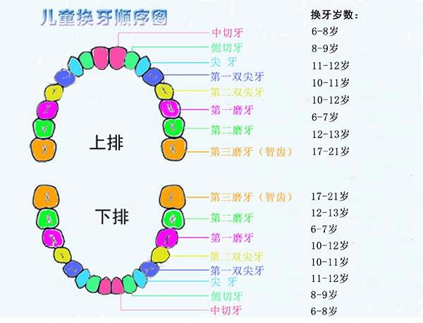 儿童换牙齿顺序和年龄图，按照牙齿上下排左右对称