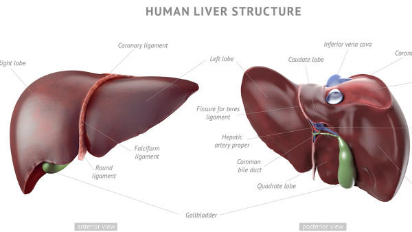 什么茶养肝保护肝脏？