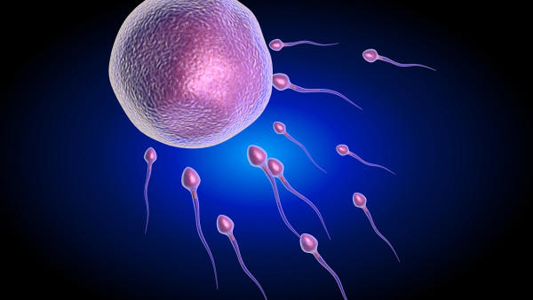 男人没有精子不能生育怎么治疗