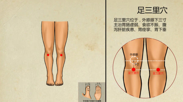 足三里的准确位置图片 女性敲打足三里的好处有哪些