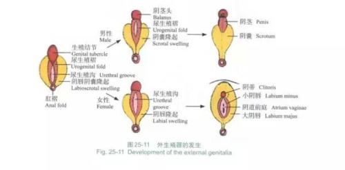 女生的小豆豆，只为愉悦和快感而生的