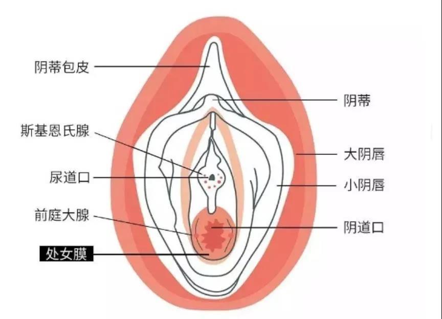 怎么按自己的小豆豆,揉自己的痘痘揉到腿软的方法