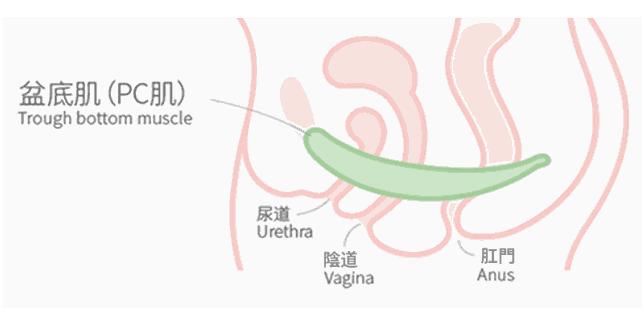 怎样才能让下面变紧变小？试试凯格尔运动