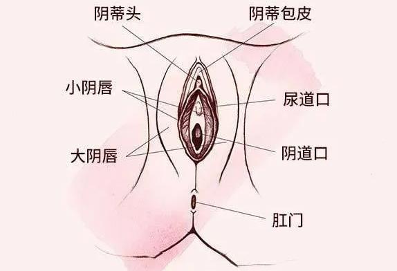 女生下面长什么样儿,女生私处实拍