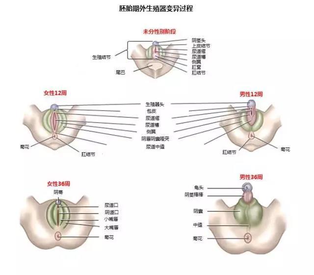 前列腺快感，男人的终极体验（直男慎点）