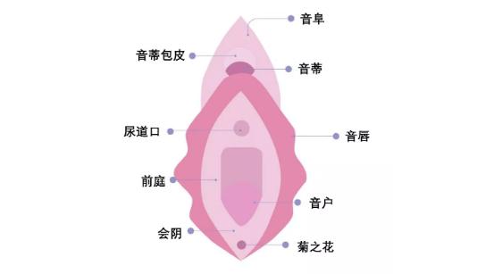 生理科普：阴道到底指什么？女人，请好好了解自己