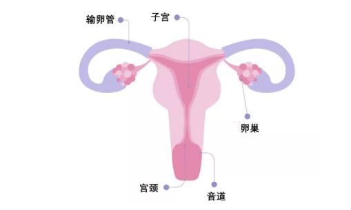 生理科普：阴道到底指什么？女人，请好好了解自己