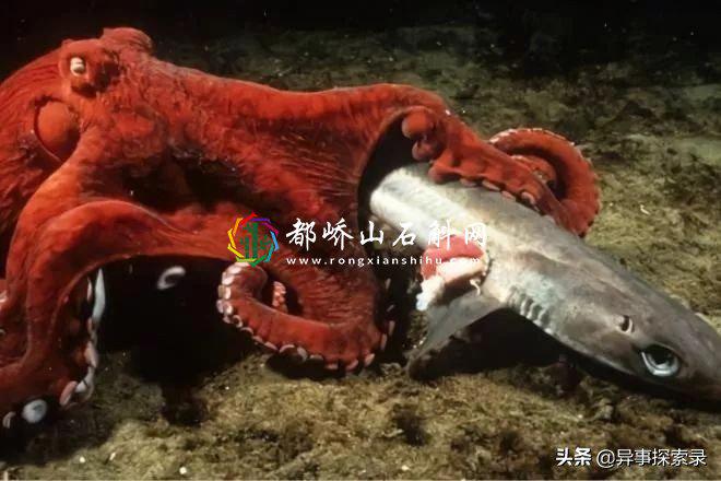 世界八大恐怖怪物【世界十大最恐怖的海洋怪物】