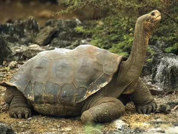 关于乌龟的资料有哪些 乌龟寿命一般几年