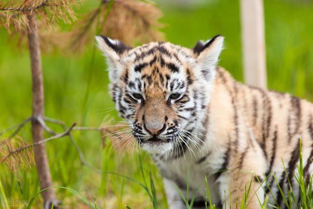 老虎的寿命有多长 是其生长期的5到7倍
