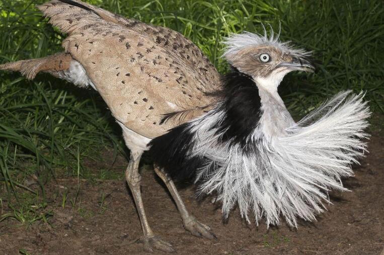 翎颌鸨是什么意思 稀有鸟类简介资料图片