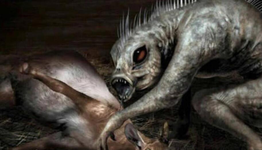卓柏卡布拉真实图片 吸血怪兽卓柏卡布拉真的存在吗