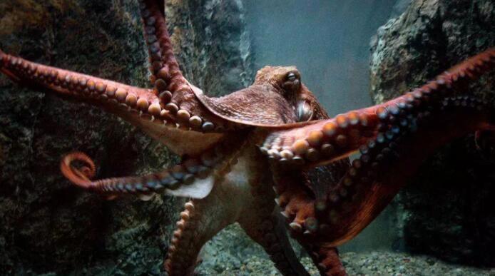 章鱼有几个大脑在哪里 9个大脑1个主脑加8个副脑