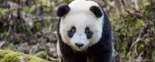 大熊猫的生活环境和生活方式 外貌特征描写