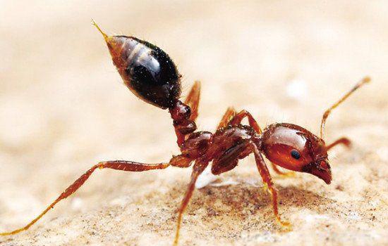 红火蚁咬伤后有何症状 最怕什么东西危害有多大