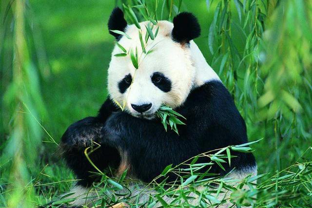大熊猫寿命有多久 寿命30岁相当于人类多少岁