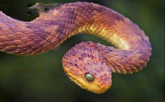 香蛇图片是什么动物 女子用蛇当耳环怎么回事