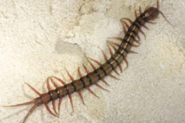 一万米长的蜈蚣叫什么名字 一共有多少条腿真的存在吗