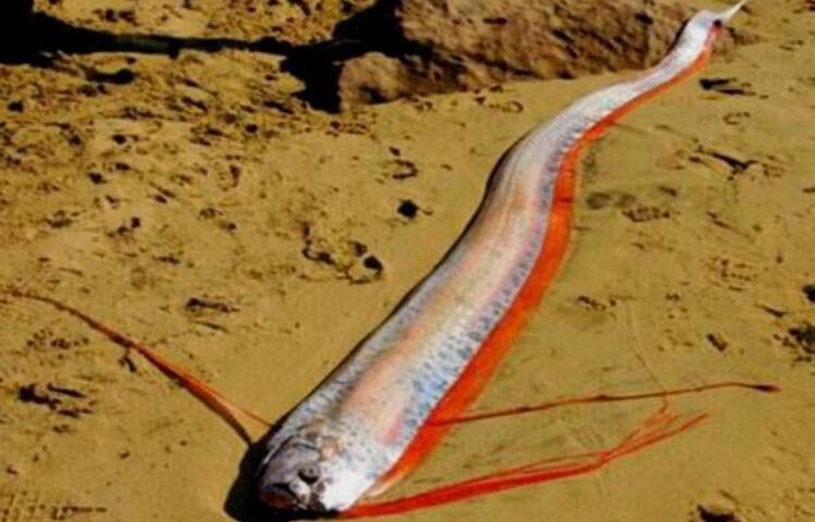 皇带鱼的恐怖传说图片 出现水面意味着什么(地震)