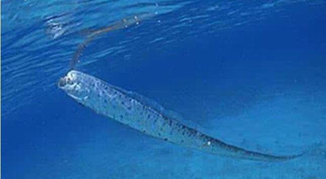 世界上最大的带鱼：皇带鱼 长什么样最长有多长