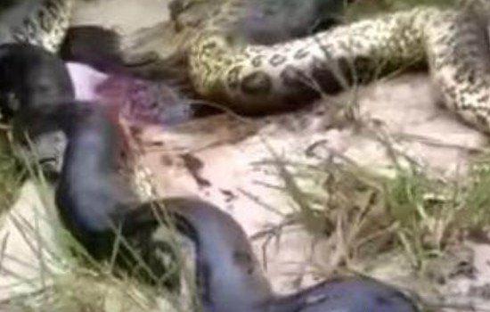 炸死最大的蛇图片 中国最吓人的一条大蛇有多长