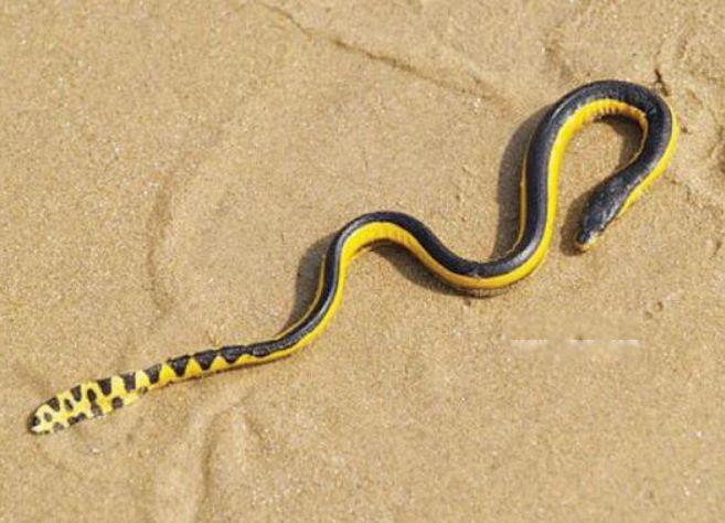 全球最毒的十大毒蛇排行榜 排名第一的是什么蛇