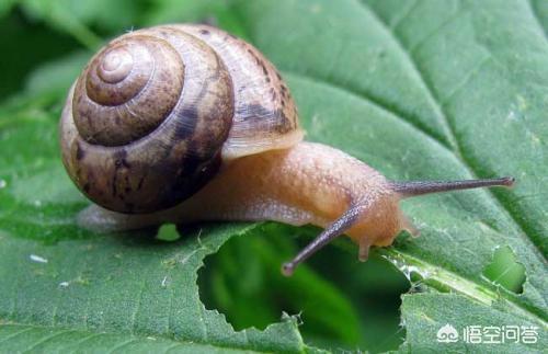 蜗牛是益虫还是害虫 属于害虫对农作物的危害