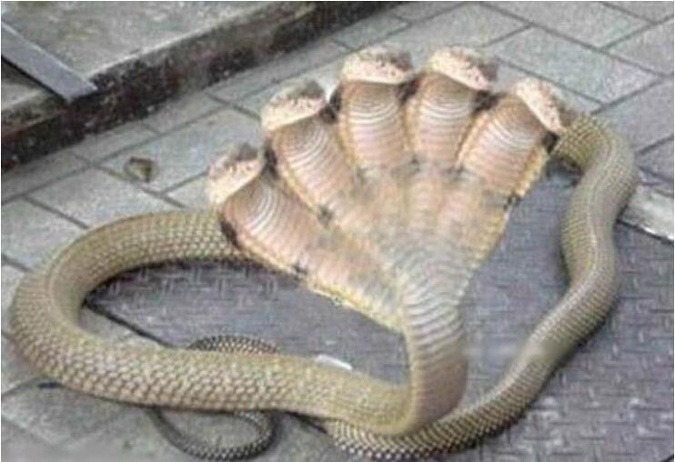 五头蛇是不是真的存在 印度五头蛇长什么样子是真的吗