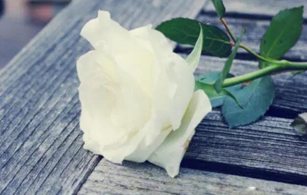 白玫瑰花语是什么意思寓意 别人送你白玫瑰代表什么