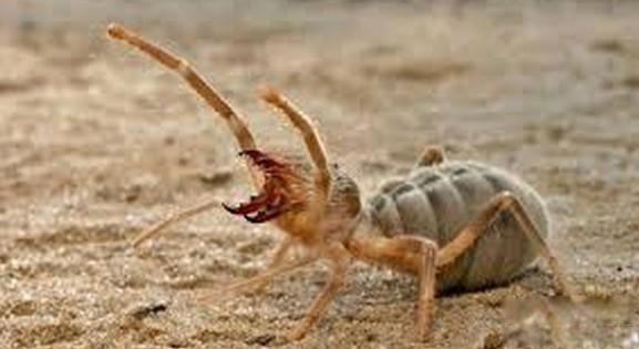 巨型骆驼蜘蛛的图片有毒吗 长得很吓人有多大