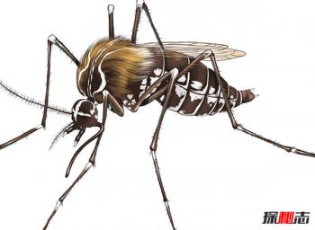 吸髓蚊真的存在吗 有一种蚊子是吸脑髓的吗