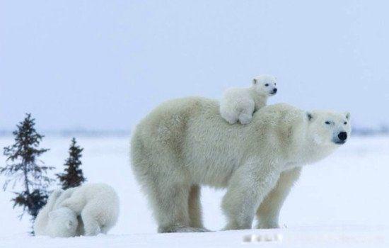 北极熊的毛是什么颜色的 一般是白色的真正原因