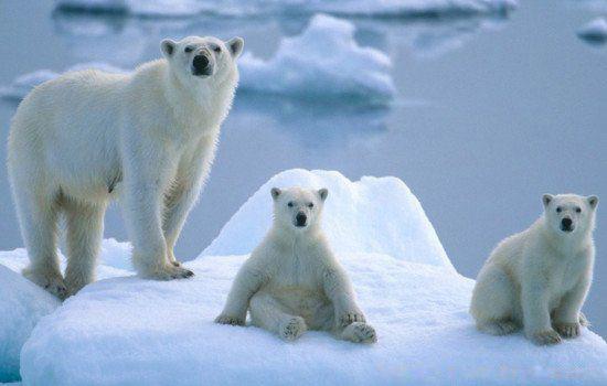 北极熊的毛是什么颜色的 一般是白色的真正原因