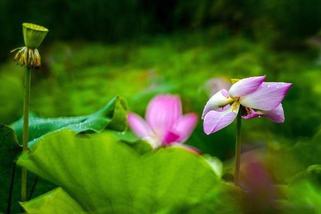 花开堪折直须折,莫待无花空折枝意思 全诗表达的是什么