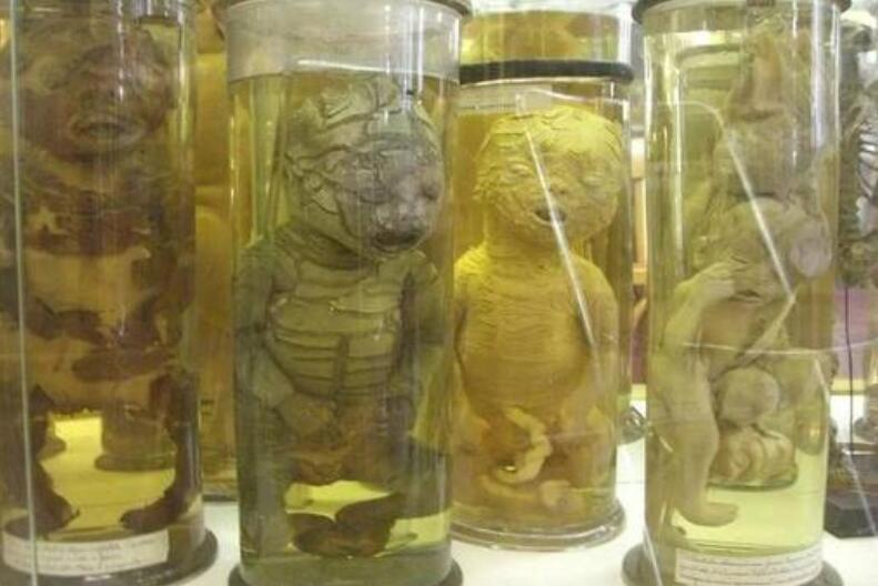 泰国干尸博物馆图片 变态尸体都是什么人