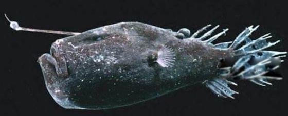 琵琶鱼真实图片是什么鱼 雄性会寄生在雌性身上一辈子繁殖