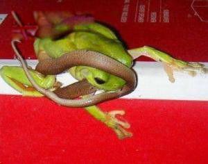 食蛇蛙不怕蛇毒吗 天生免疫蛇毒最爱吃响尾蛇