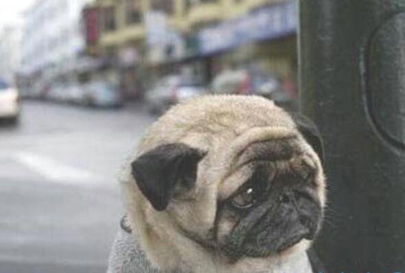 世界上最悲伤的狗图片 忧伤的狗狗是什么样的