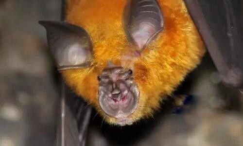 中华菊头蝠是什么蝙蝠 通过什么宿主感染人类