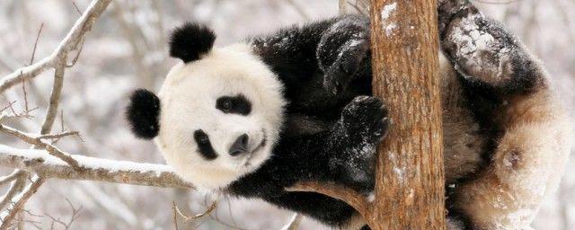 熊猫在古代的时候叫什么名字 白罴是熊猫吗