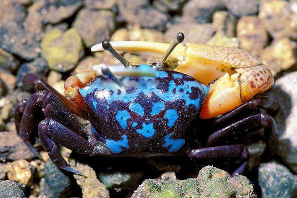 巨招潮蟹的介绍 四角招潮蟹是其中的一个品种