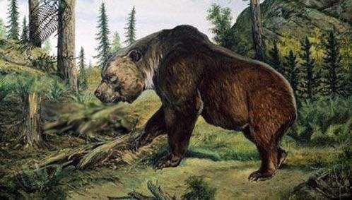 熊的天敌是什么动物 具体是谁没有明确答案