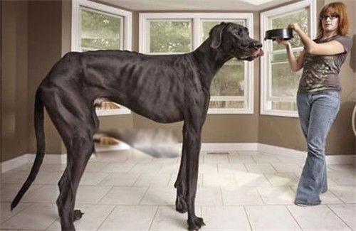 世界上最大的巨型犬 第一巨型猛犬名字叫什么